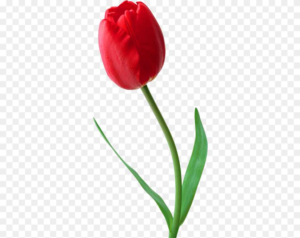 Tulip, Flower, Plant Free Png