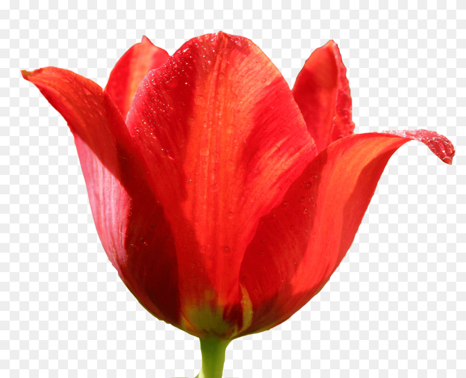 Tulip, Flower, Petal, Plant, Rose Png Image