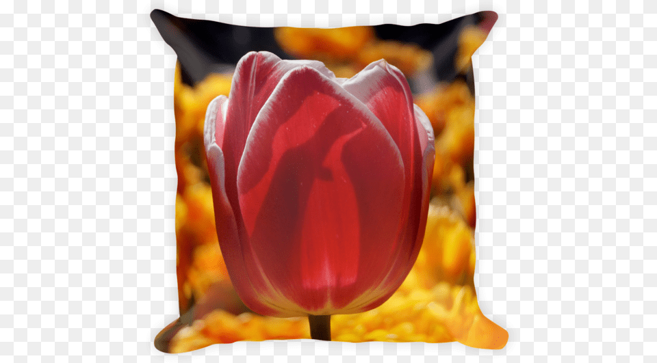 Tulip, Flower, Plant, Petal, Rose Free Png Download