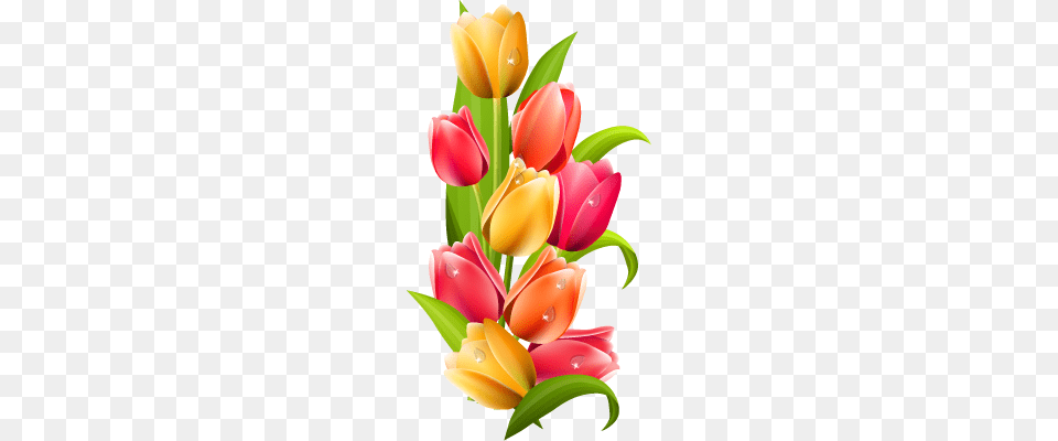 Tulip, Flower, Flower Arrangement, Flower Bouquet, Plant Free Png Download