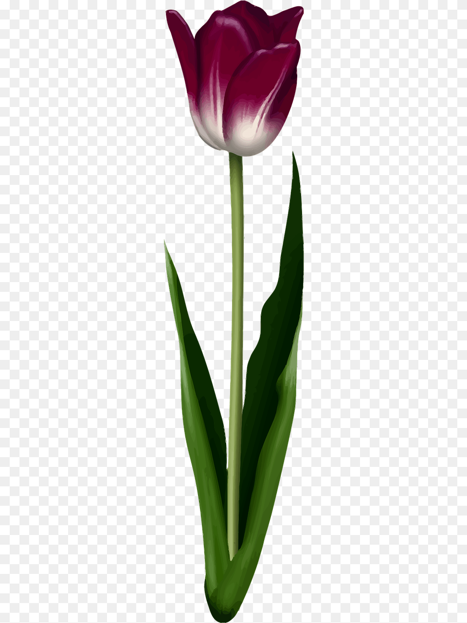 Tulip, Flower, Plant Png