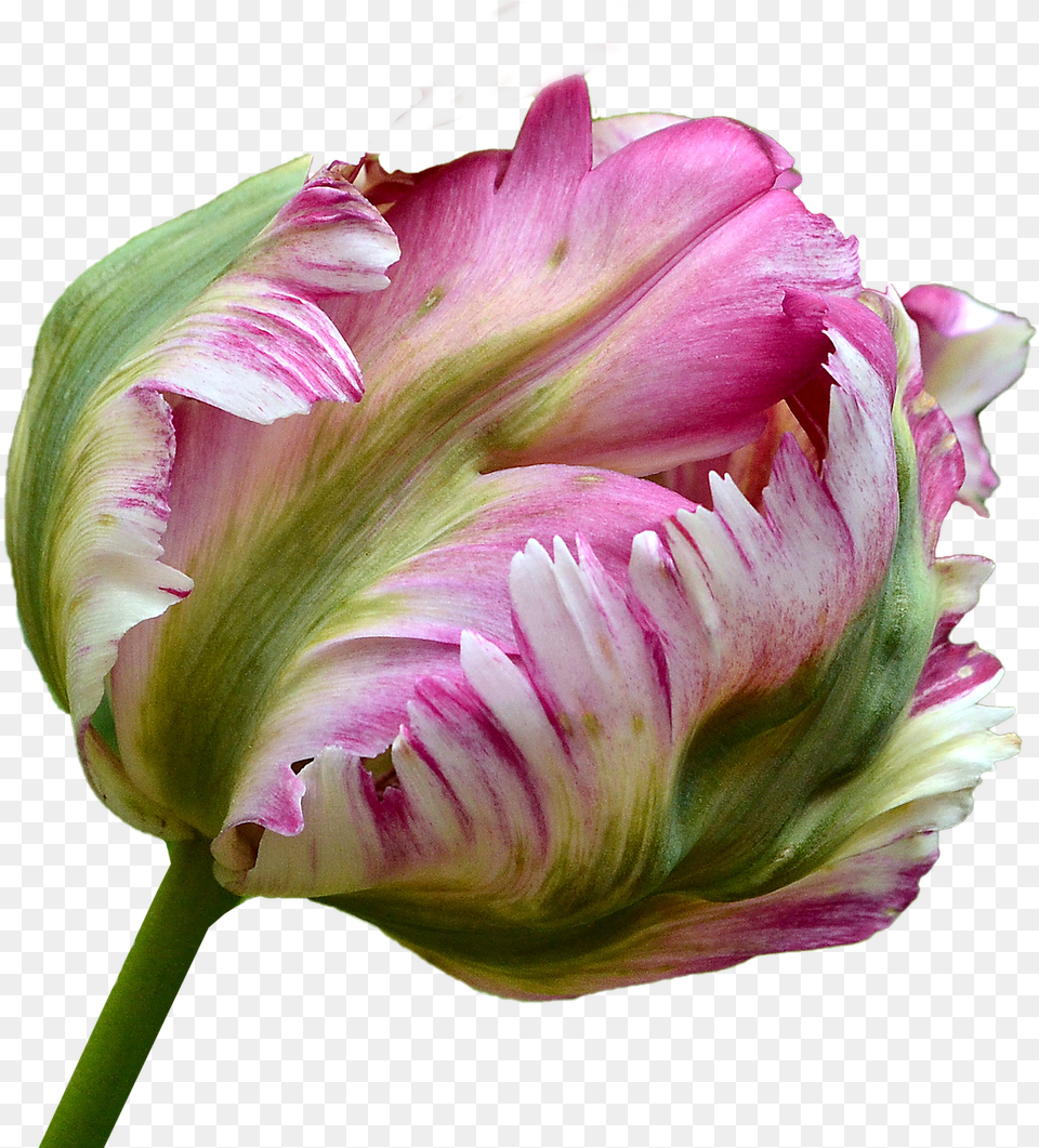 Tulip, Bud, Flower, Petal, Plant Free Png