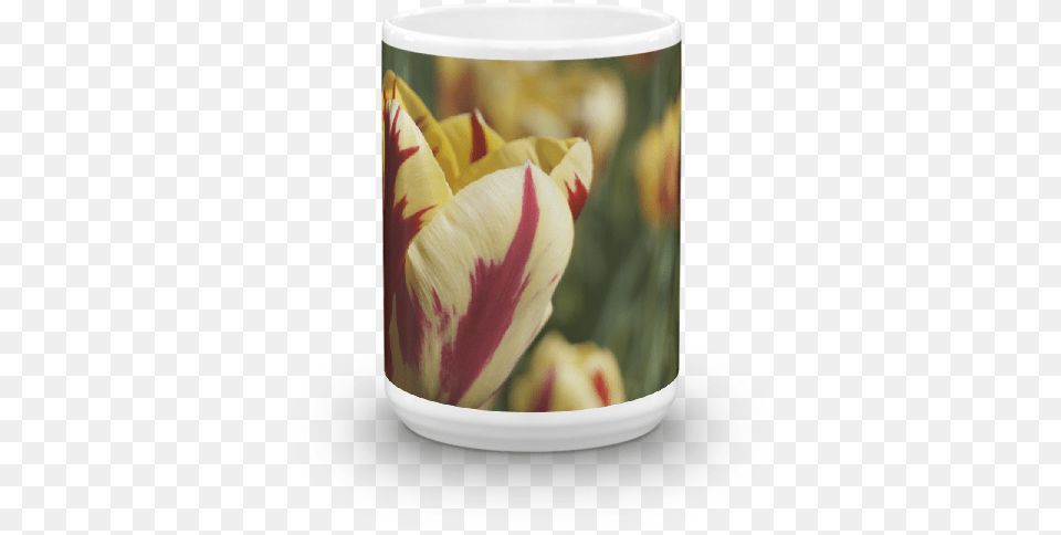 Tulip, Flower, Plant, Cup, Saucer Png