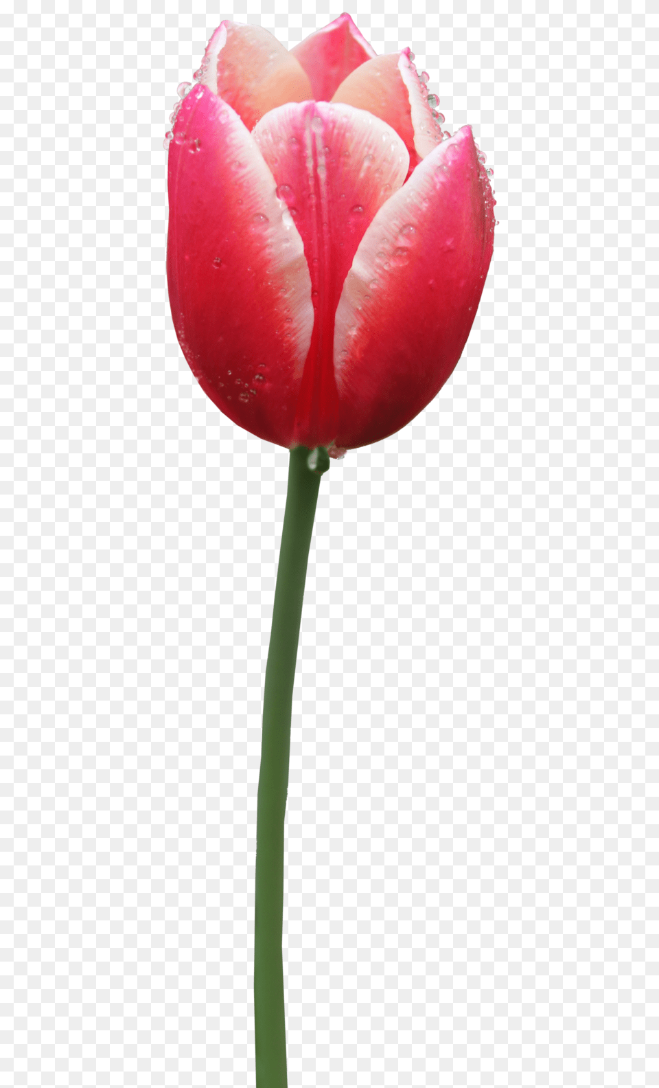 Tulip, Flower, Plant Png