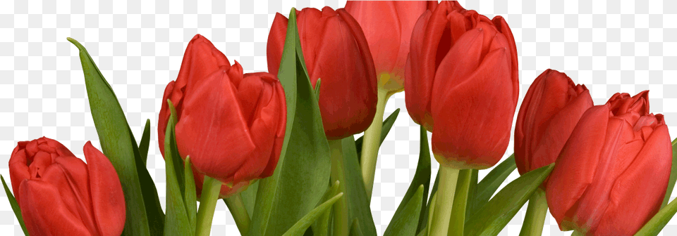 Tulip, Flower, Plant, Rose Png