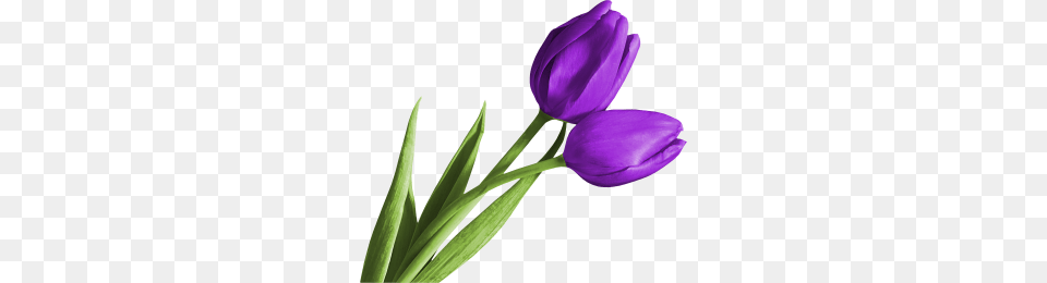 Tulip, Flower, Plant, Purple Free Png Download