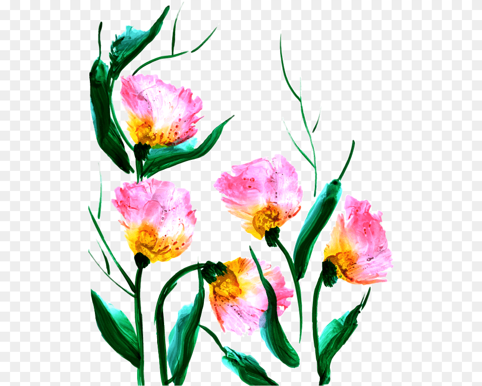 Tulip, Flower, Petal, Plant, Rose Free Transparent Png
