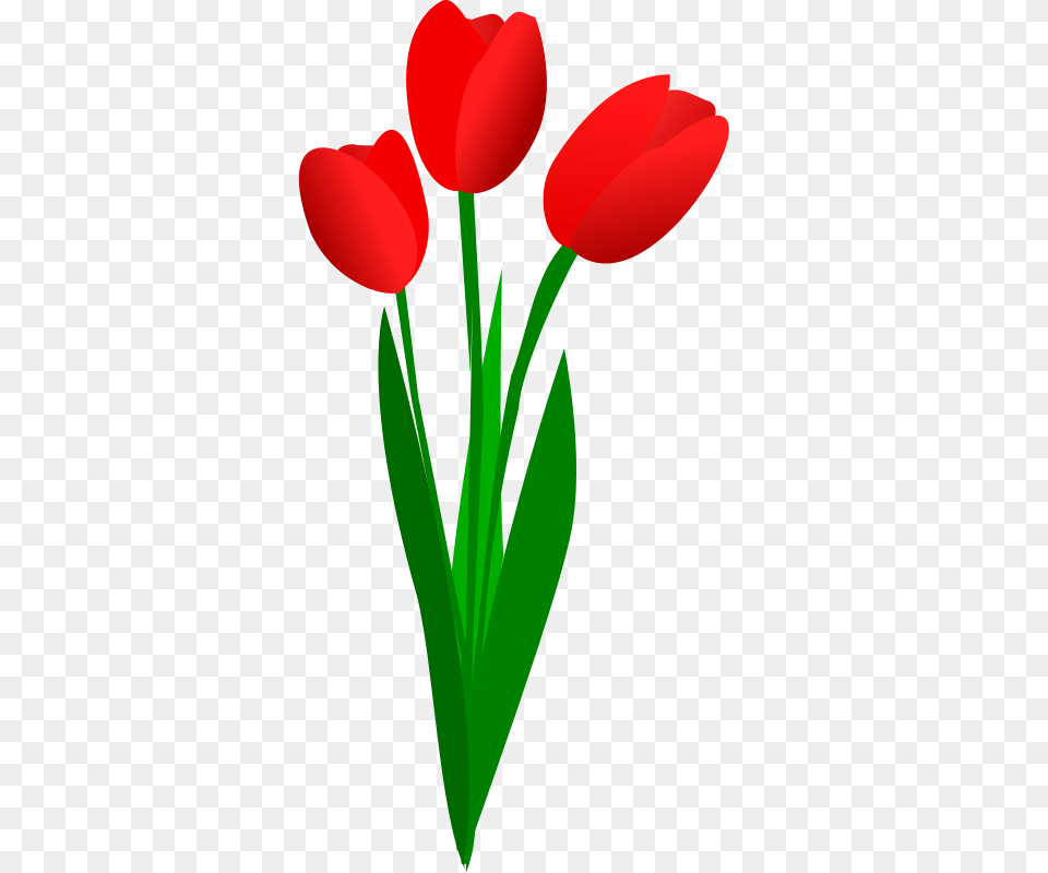 Tulip, Flower, Plant, Petal, Dynamite Png