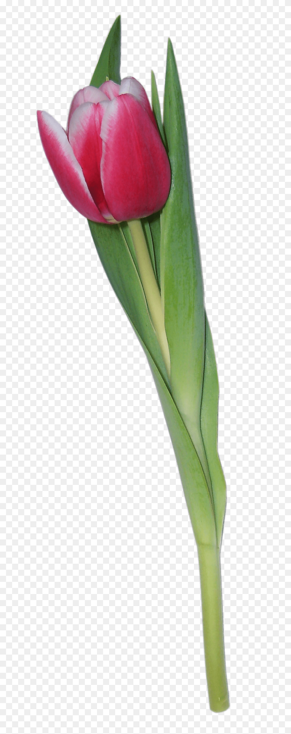 Tulip, Flower, Plant Free Png Download