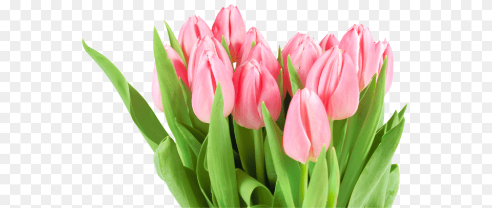 Tulip, Flower, Plant Png