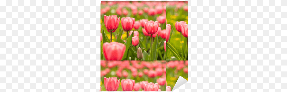 Tulip, Flower, Plant, Art, Collage Free Png