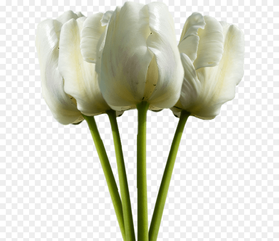 Tulip, Flower, Plant, Petal, Rose Free Transparent Png