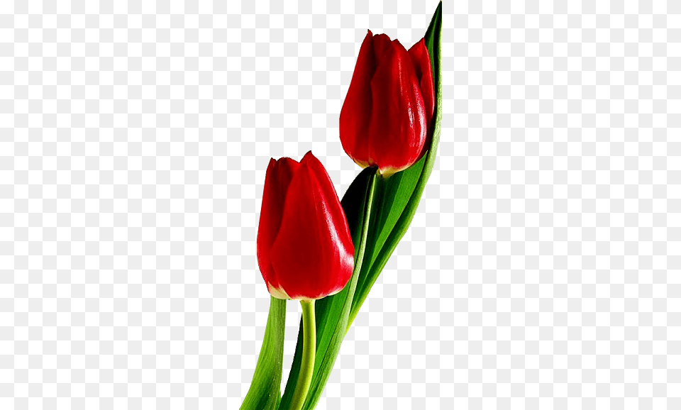 Tulip, Flower, Plant, Petal Free Png Download