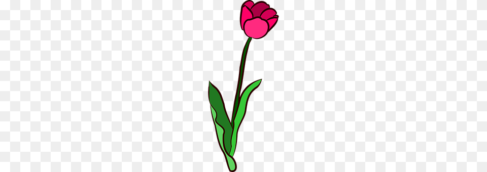 Tulip Flower, Plant Png Image