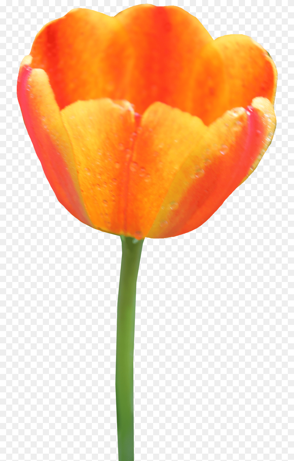 Tulip, Flower, Plant, Petal Free Png Download