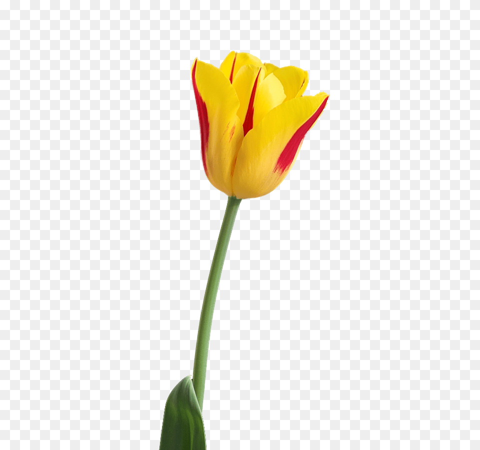 Tulip, Flower, Plant Free Png Download