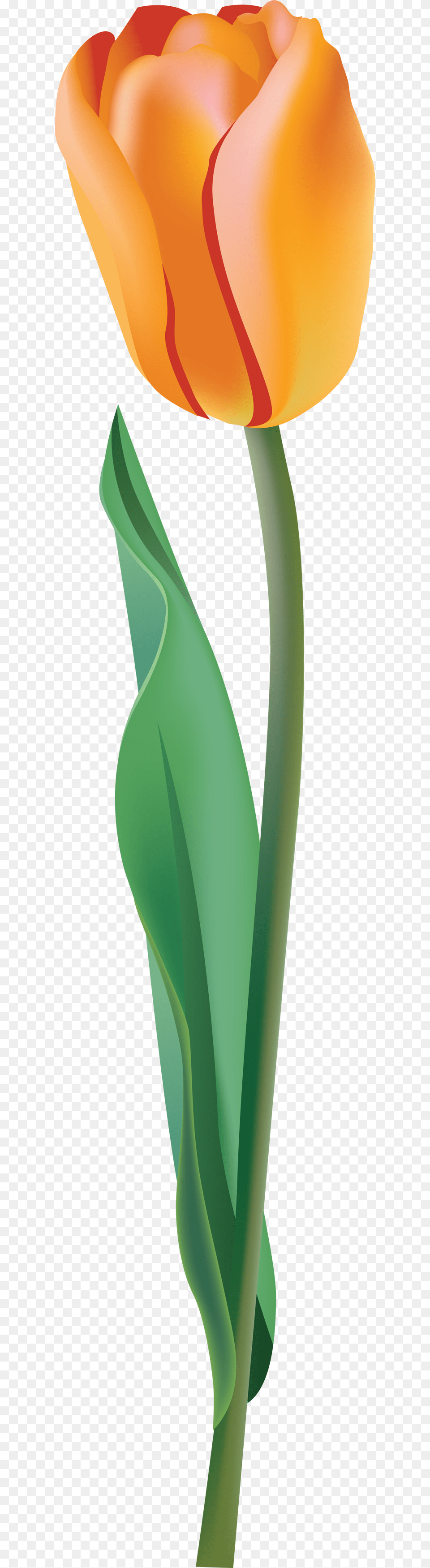 Tulip, Flower, Plant, Smoke Pipe Free Png Download