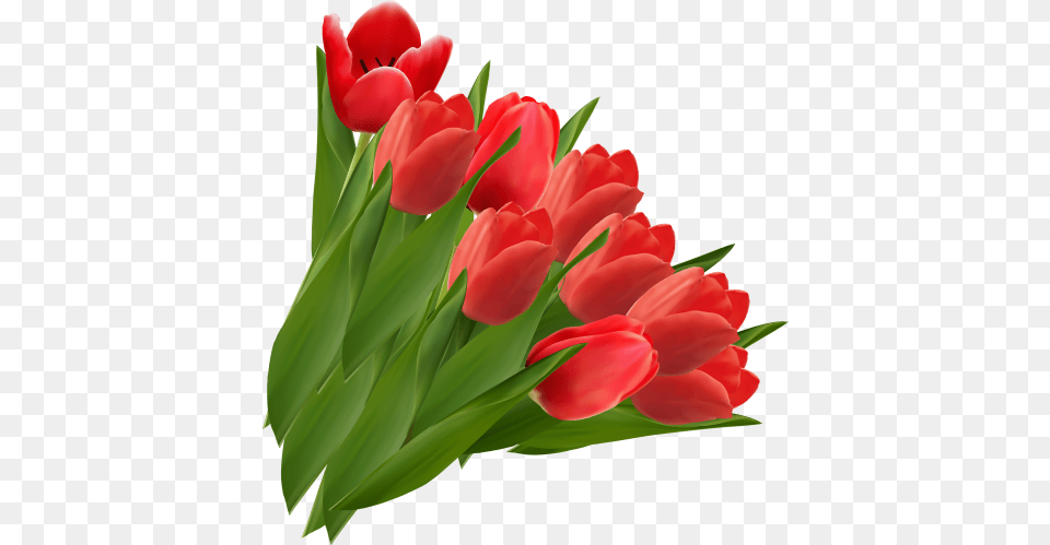 Tulip, Flower, Plant, Flower Arrangement, Flower Bouquet Png
