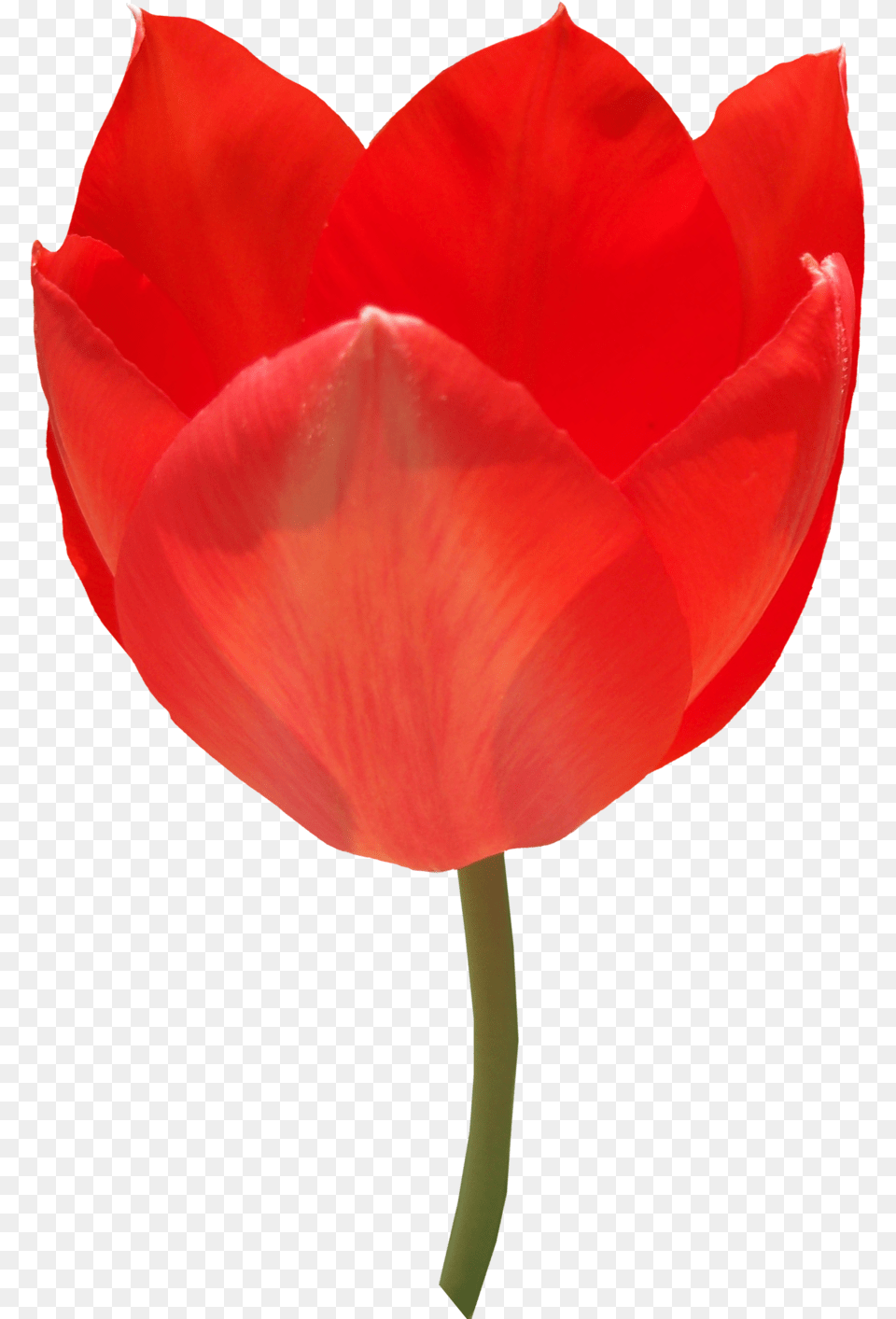 Tulip, Flower, Plant, Petal, Rose Png Image