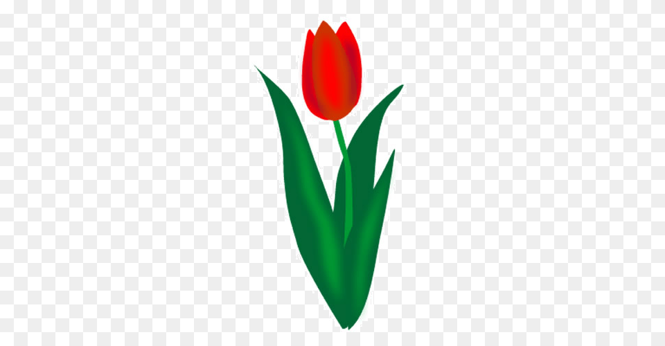 Tulip, Flower, Plant, Food, Ketchup Png Image