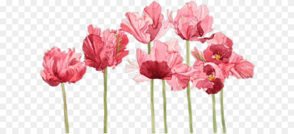 Tulip Aesthetic Pink Flowers, Anther, Flower, Petal, Plant Free Png Download