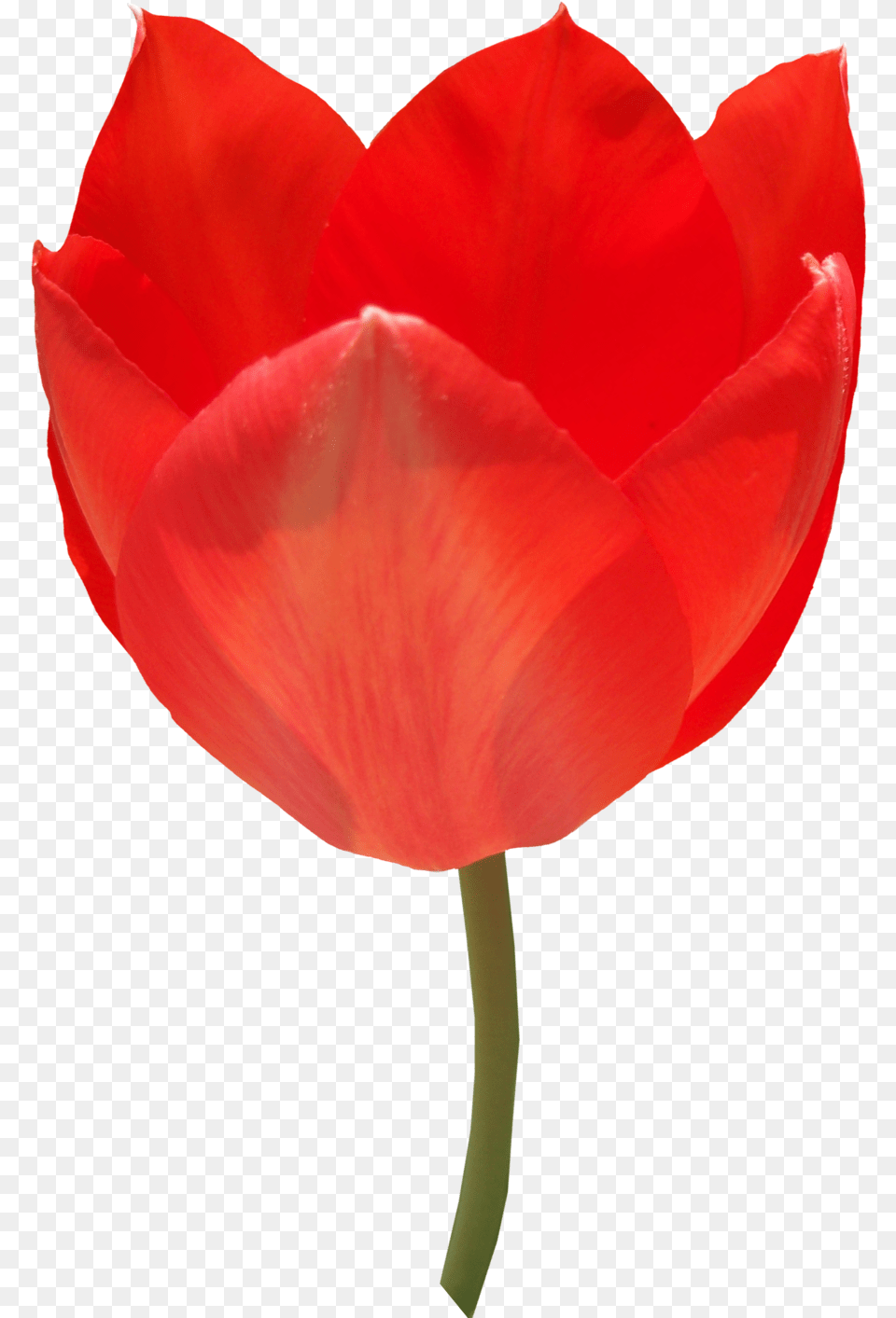 Tulip Alpha Channel Clipart Images Portable Network Graphics, Flower, Plant, Petal Free Png