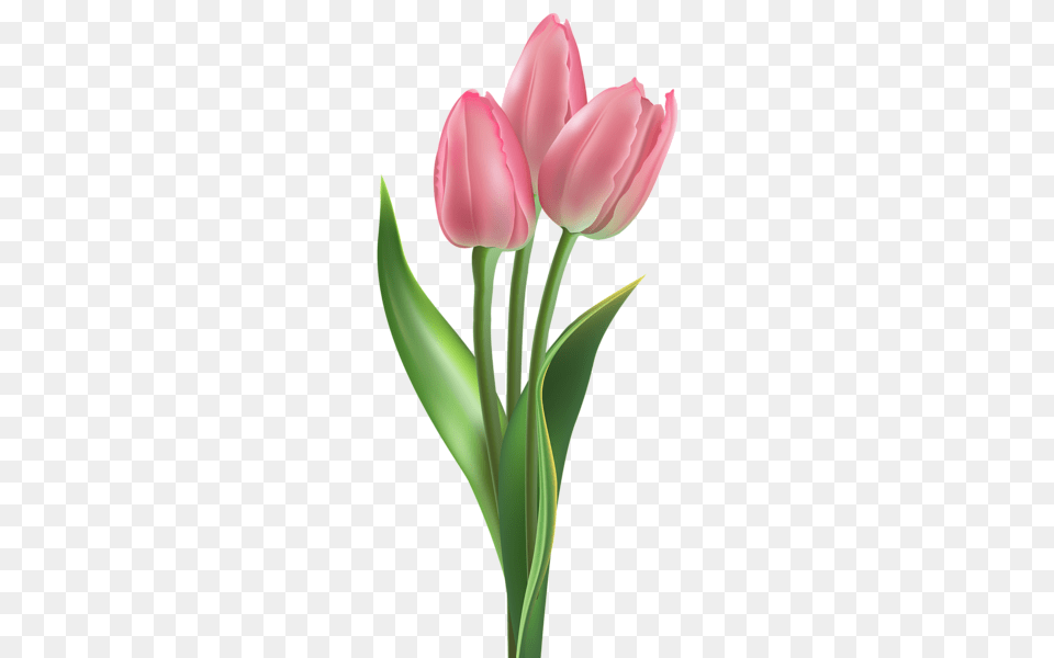 Tulip And Water Lilies, Flower, Plant Free Transparent Png