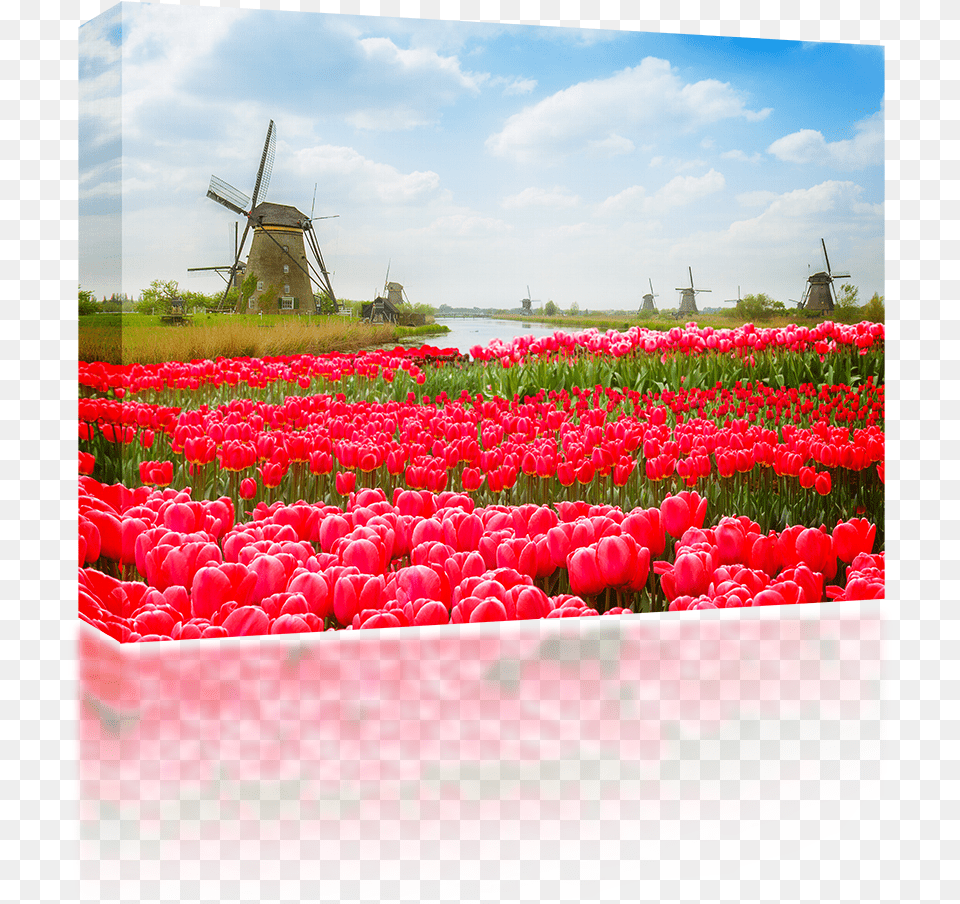 Tulip And Windmill, Flower, Plant, Outdoors, Engine Png Image