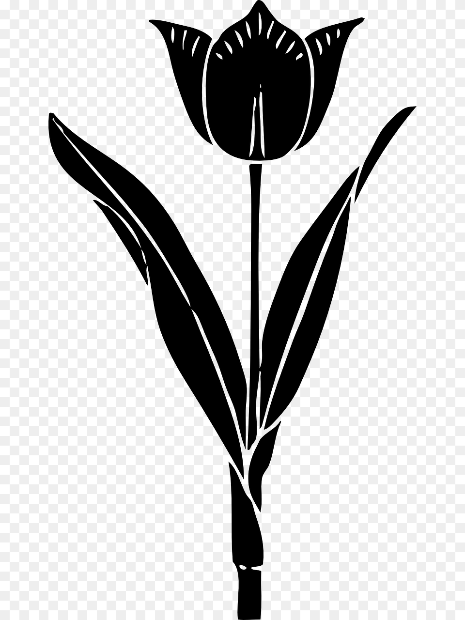 Tulip Black And White Flowers Clipart, Gray Png Image