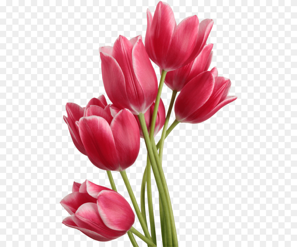 Tulip Bouquet, Flower, Plant, Petal, Rose Png Image