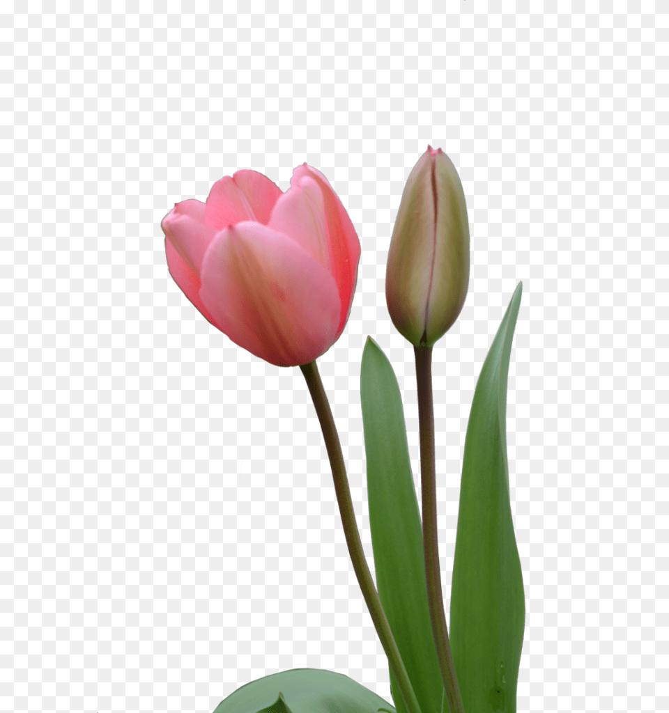 Tulip Bud, Flower, Plant, Rose Free Png Download
