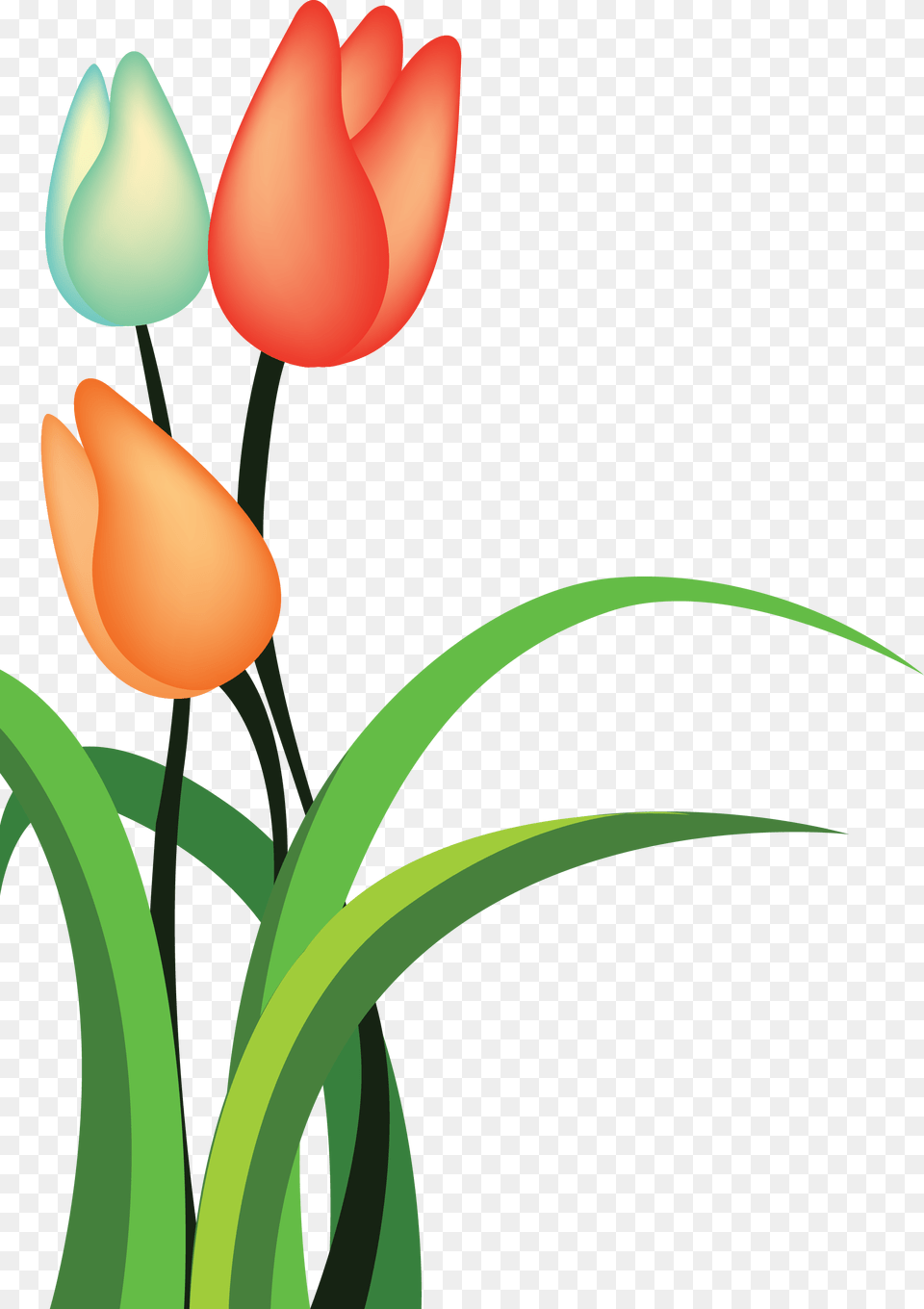 Tulip Cartoon Flower, Plant Free Transparent Png