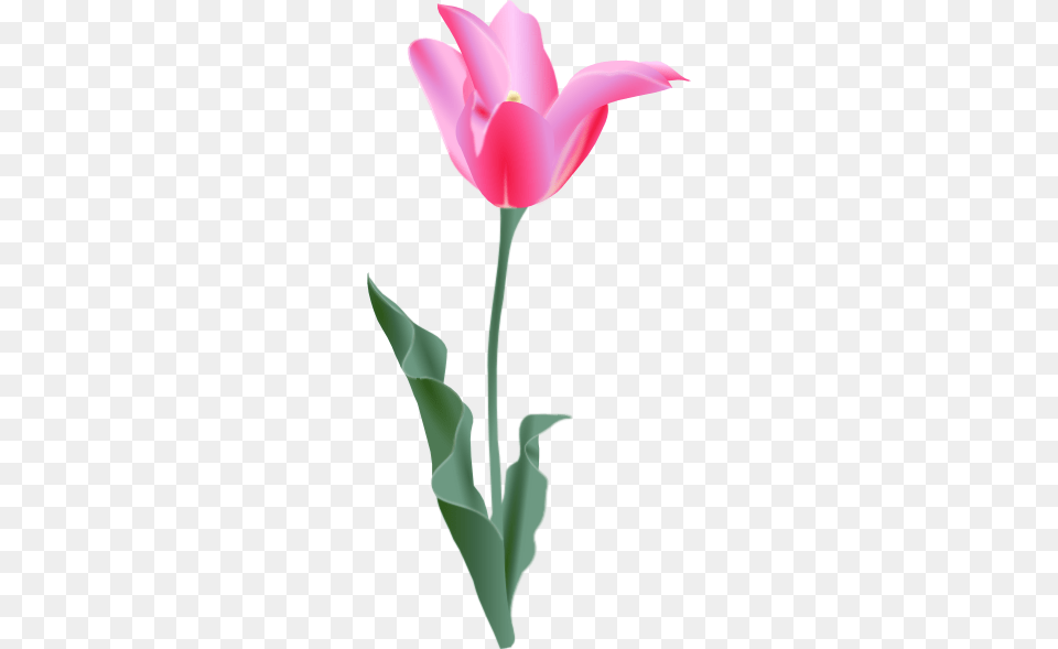 Tulip Clip Art, Flower, Plant, Smoke Pipe, Petal Free Png Download