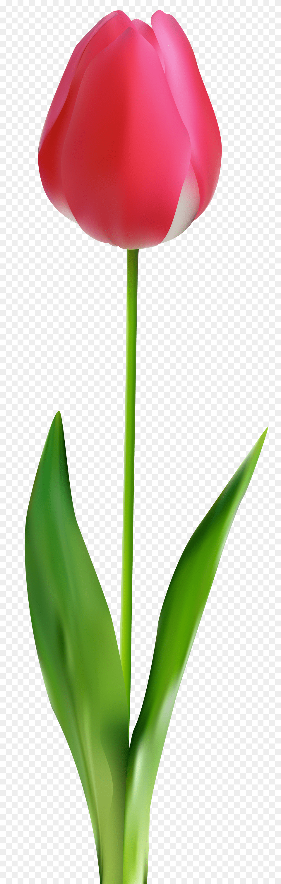 Tulip Clip Art, Flower, Plant Free Transparent Png