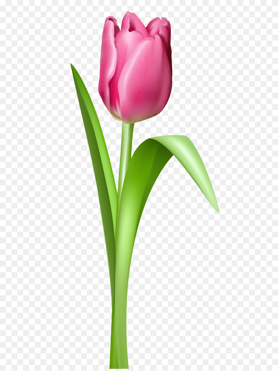 Tulip Clip Art, Flower, Plant Png