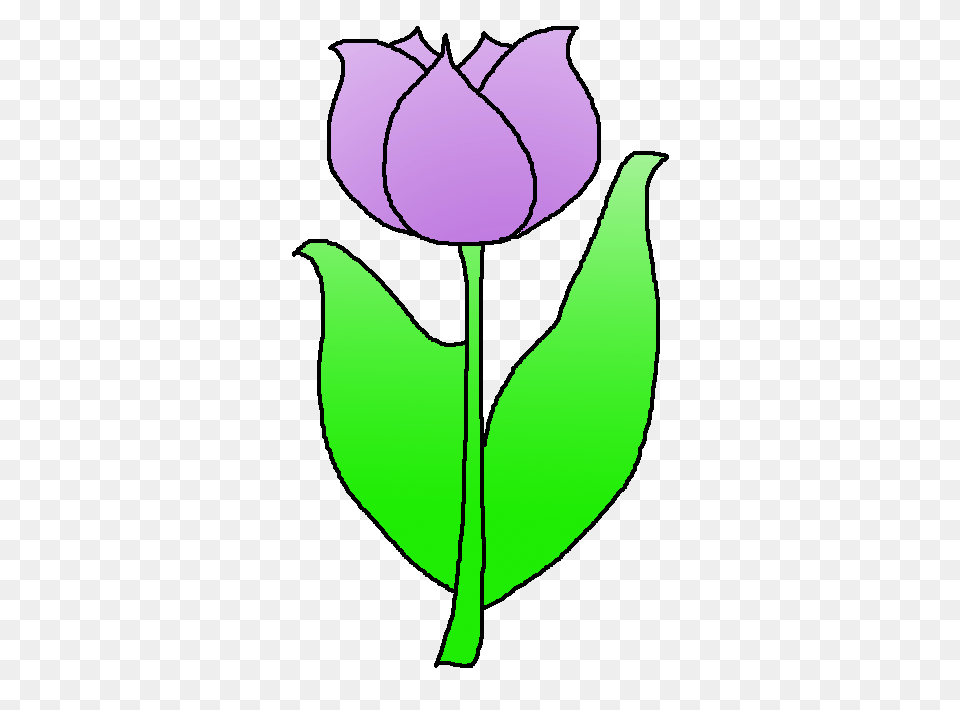 Tulip Clip Art, Flower, Plant, Leaf, Purple Free Transparent Png