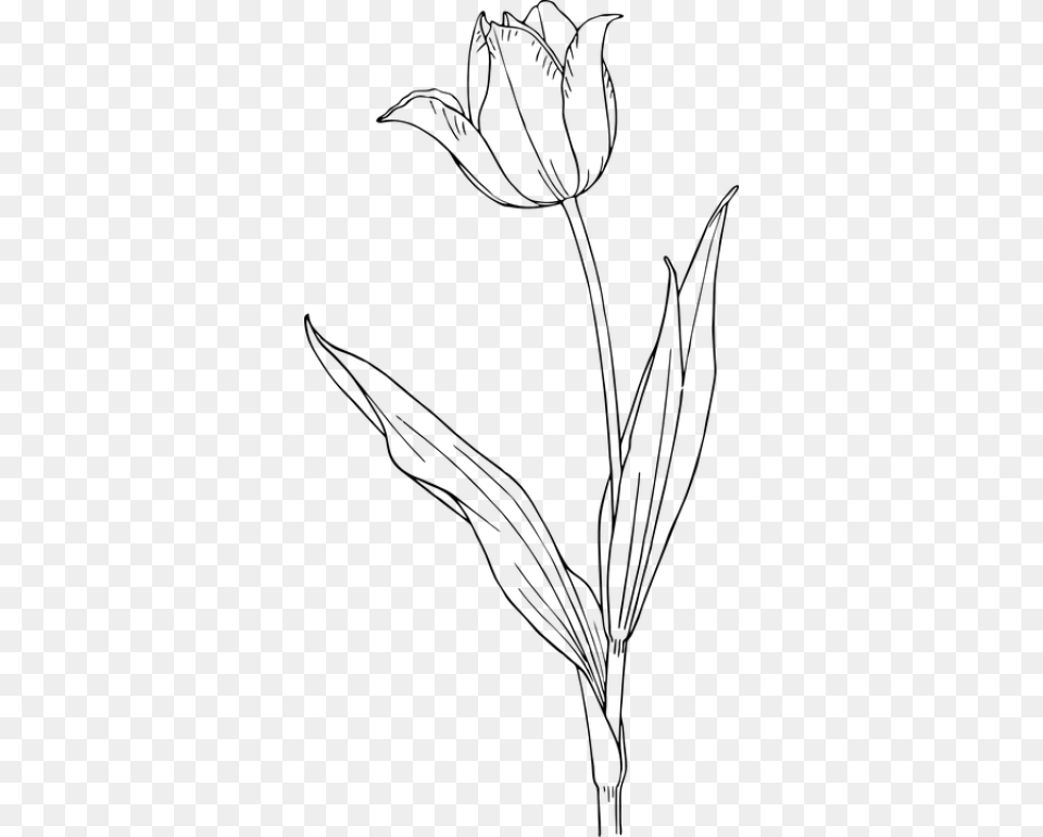 Tulip Clip Art, Gray Free Transparent Png