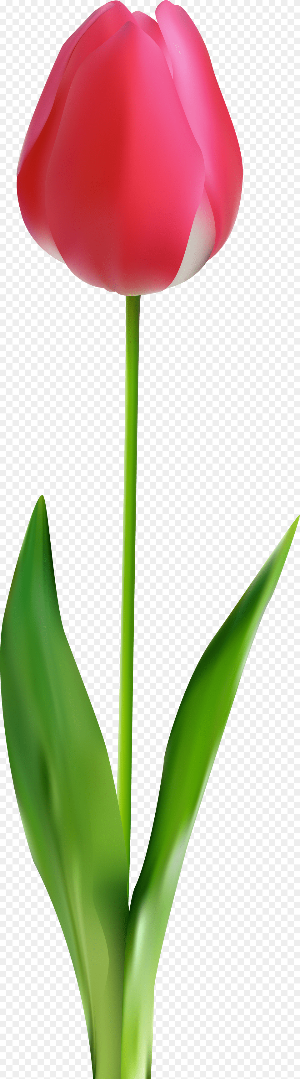 Tulip Clip Art, Flower, Plant, Petal Free Transparent Png