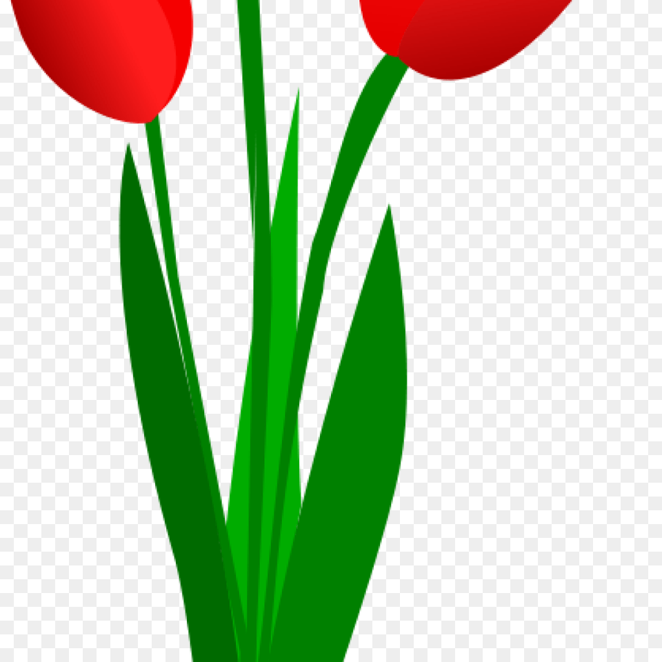 Tulip Clip Art Clipart Download, Flower, Plant Free Png