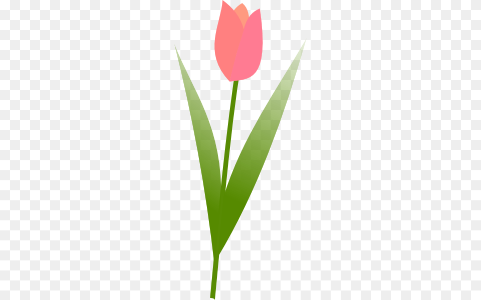 Tulip Clip Art For Web, Flower, Plant, Leaf, Petal Free Transparent Png