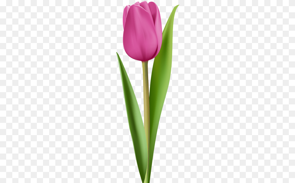 Tulip Clip Art Pink Tulip Clipart, Flower, Plant Png Image