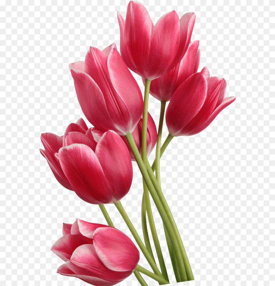 Tulip Clip Art Red Transparent Background Tulips Transparent, Flower, Plant, Petal, Rose Free Png