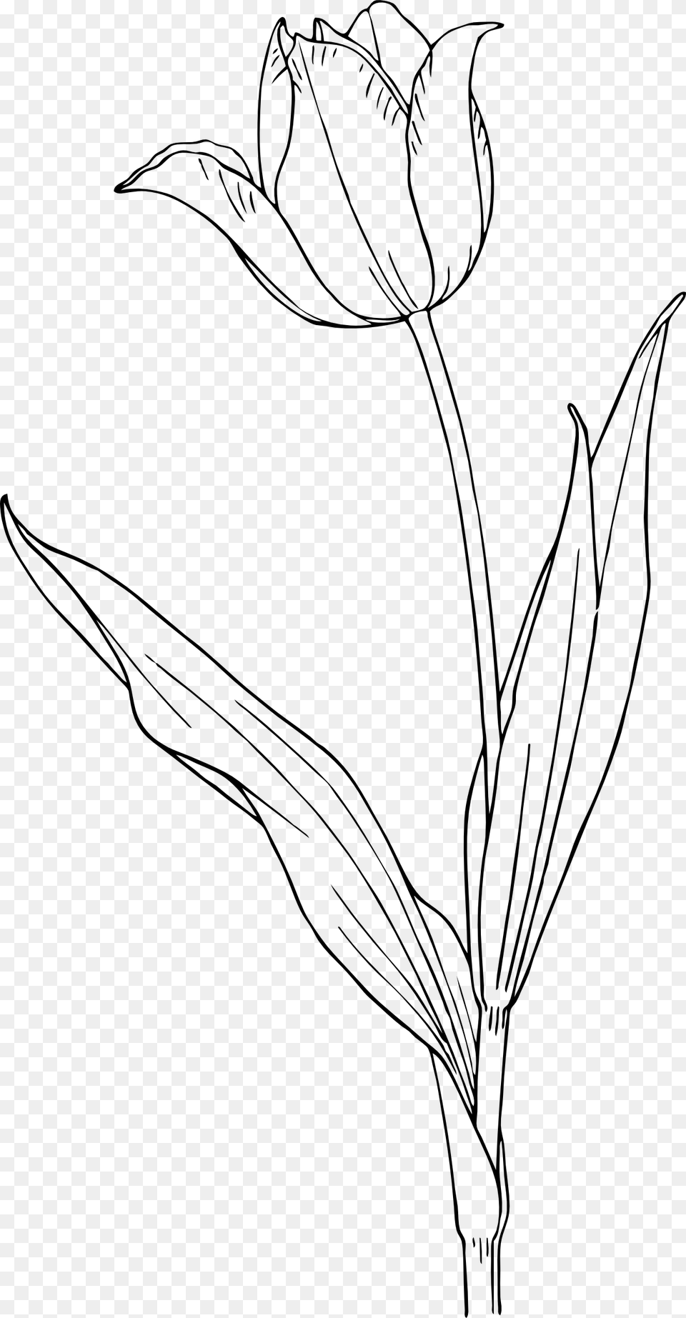 Tulip Clip Arts Tulip Flower Line Drawing, Art, Plant, Smoke Pipe Png Image