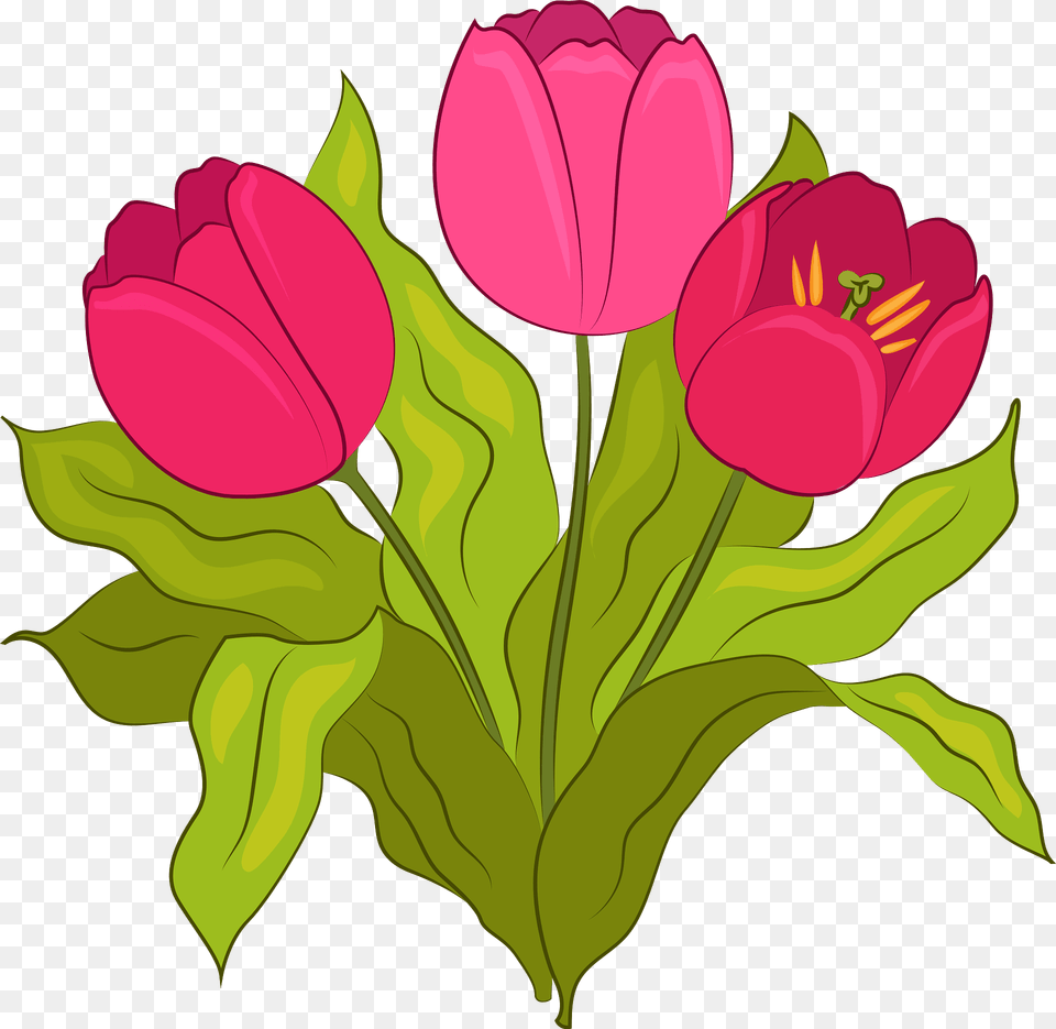 Tulip Clipart, Flower, Plant, Petal, Art Free Transparent Png