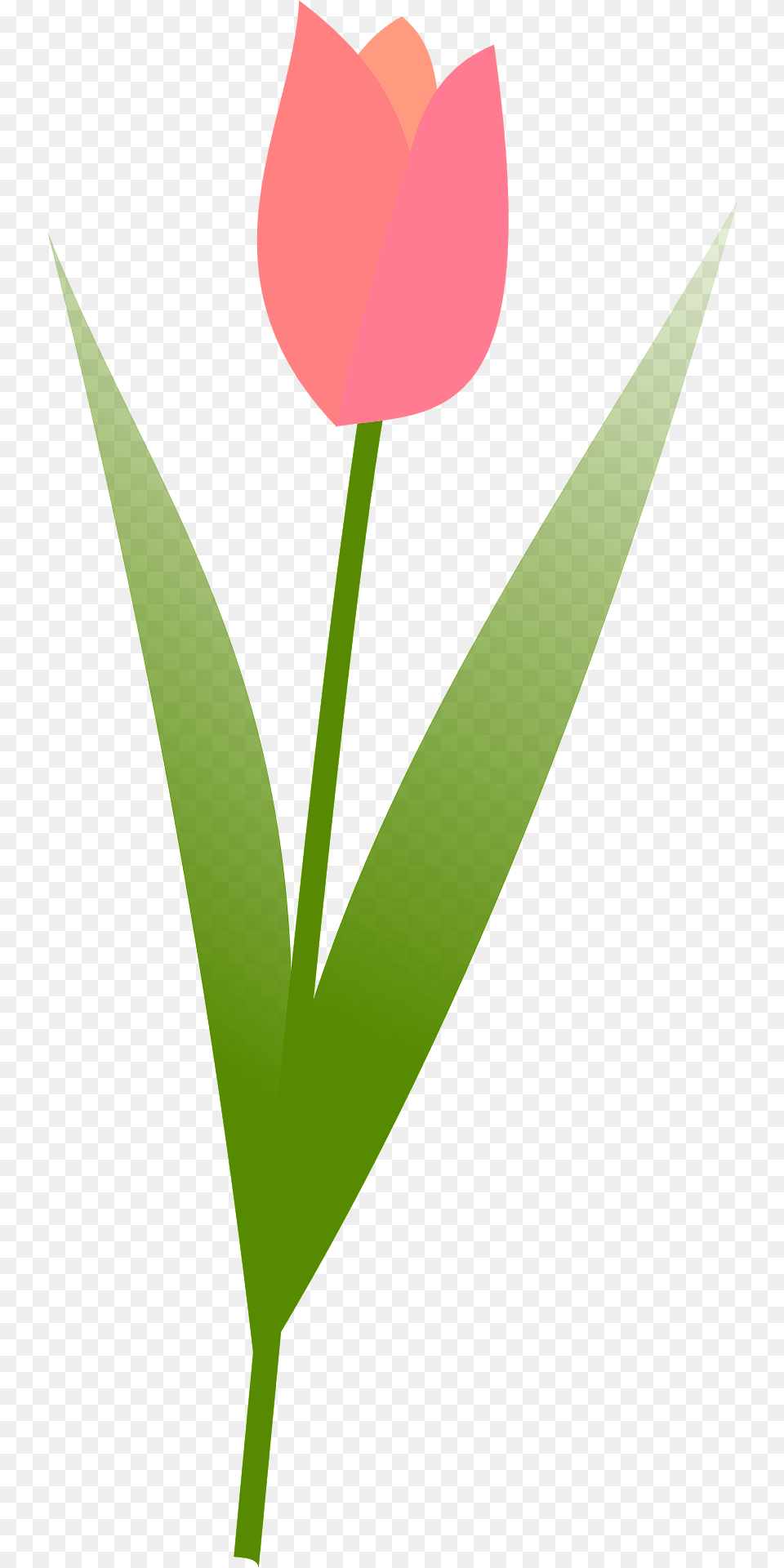 Tulip Clipart, Flower, Plant, Petal, Leaf Png Image