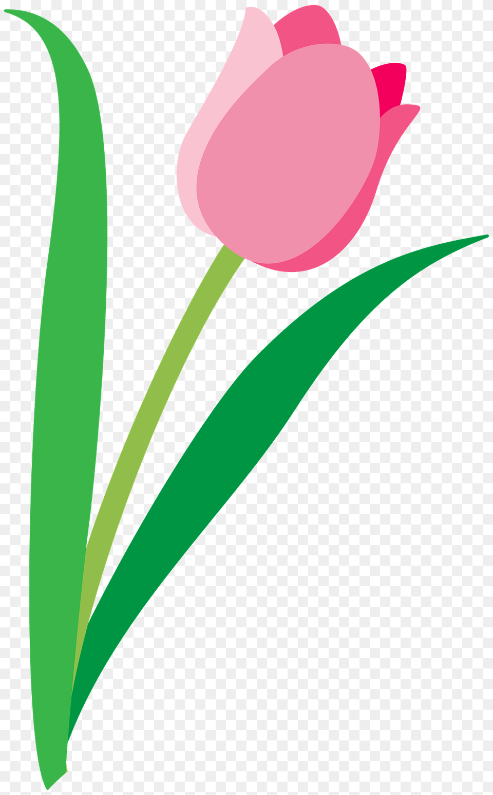 Tulip Clipart, Flower, Plant Free Transparent Png