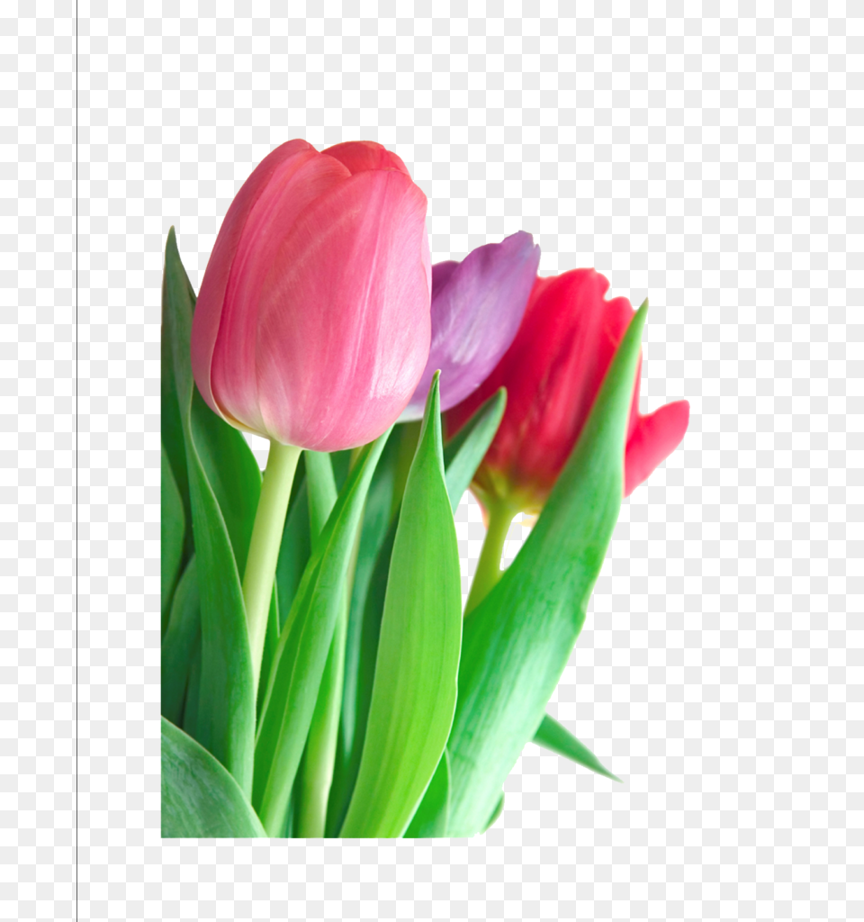Tulip Clipart, Flower, Plant, Petal Free Png Download