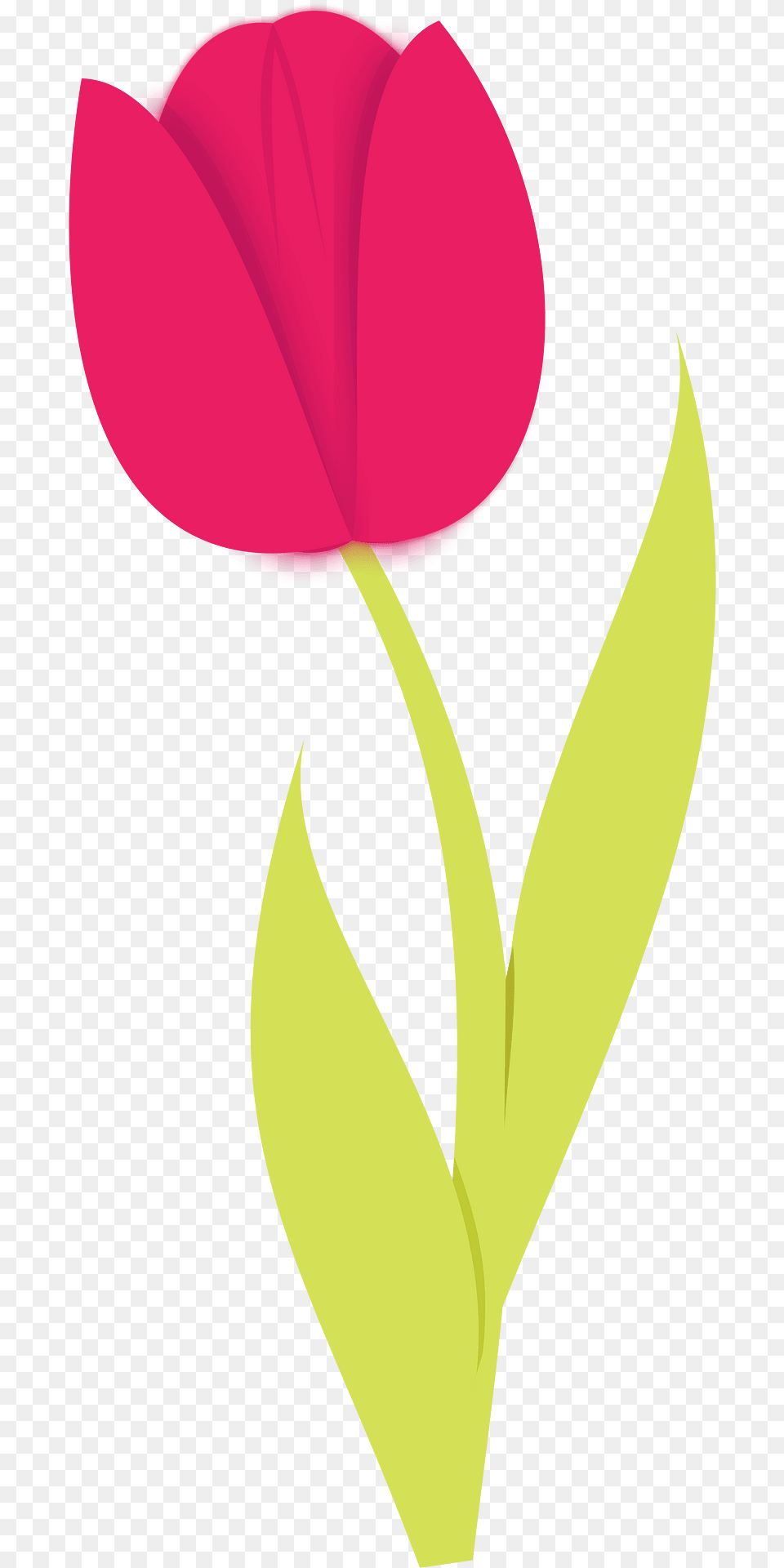 Tulip Clipart, Flower, Petal, Plant, Rose Free Transparent Png