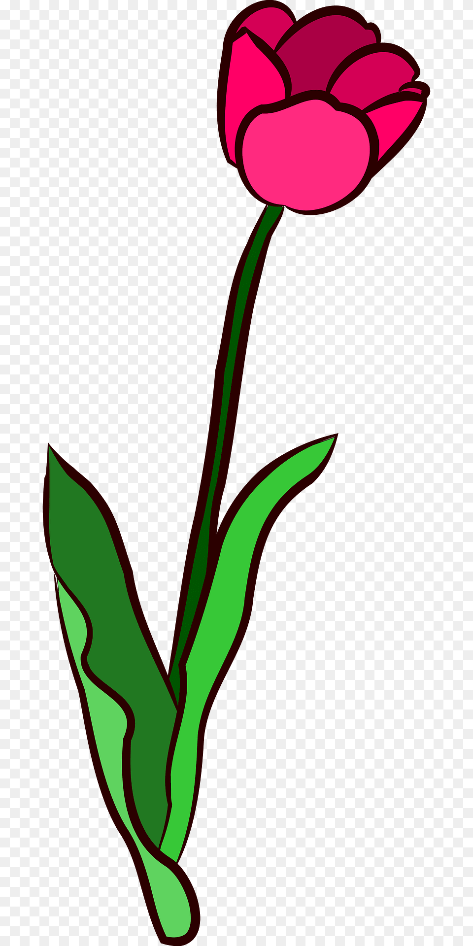 Tulip Clipart, Flower, Plant Free Png Download