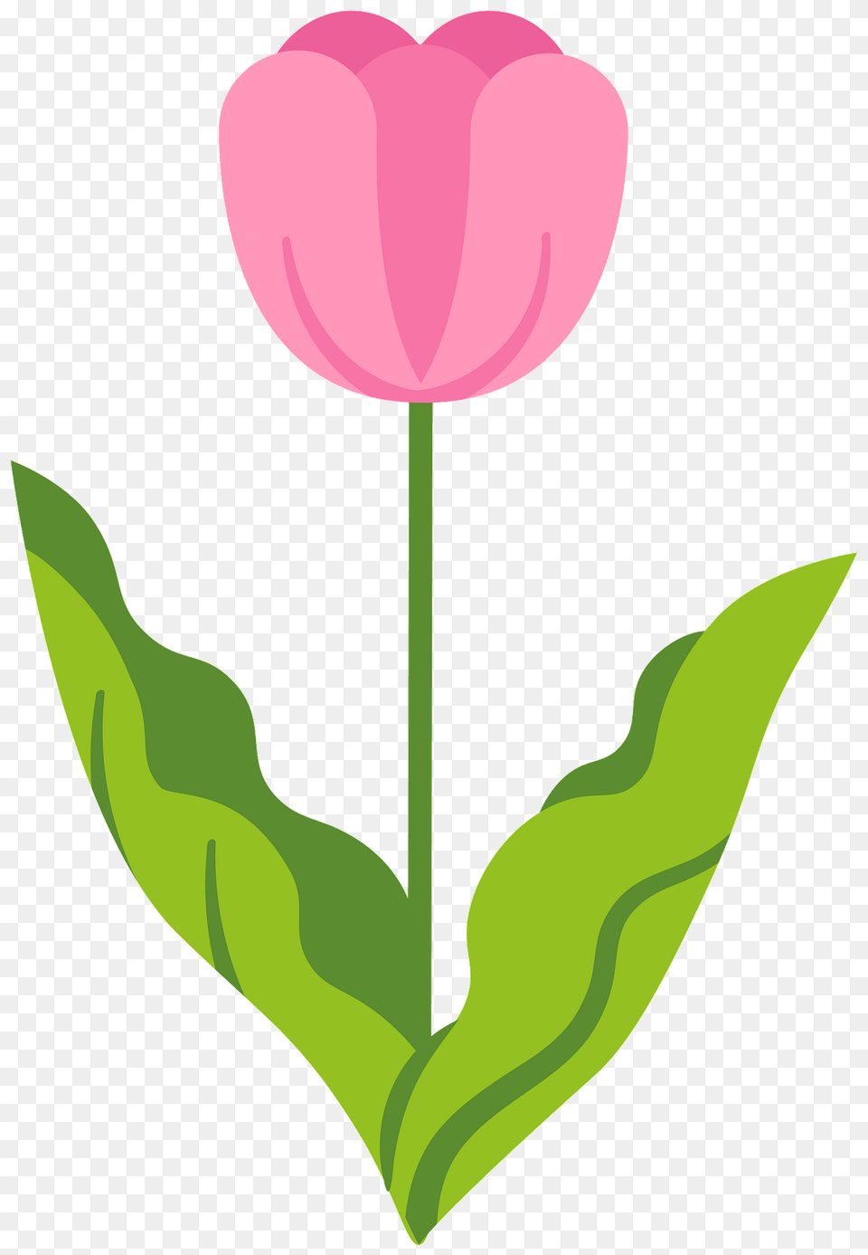 Tulip Clipart, Flower, Plant, Petal Png Image